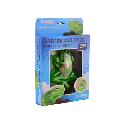 Béka anatómia slime többféle