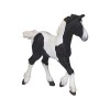 Papo fekete foltos csikó 51508